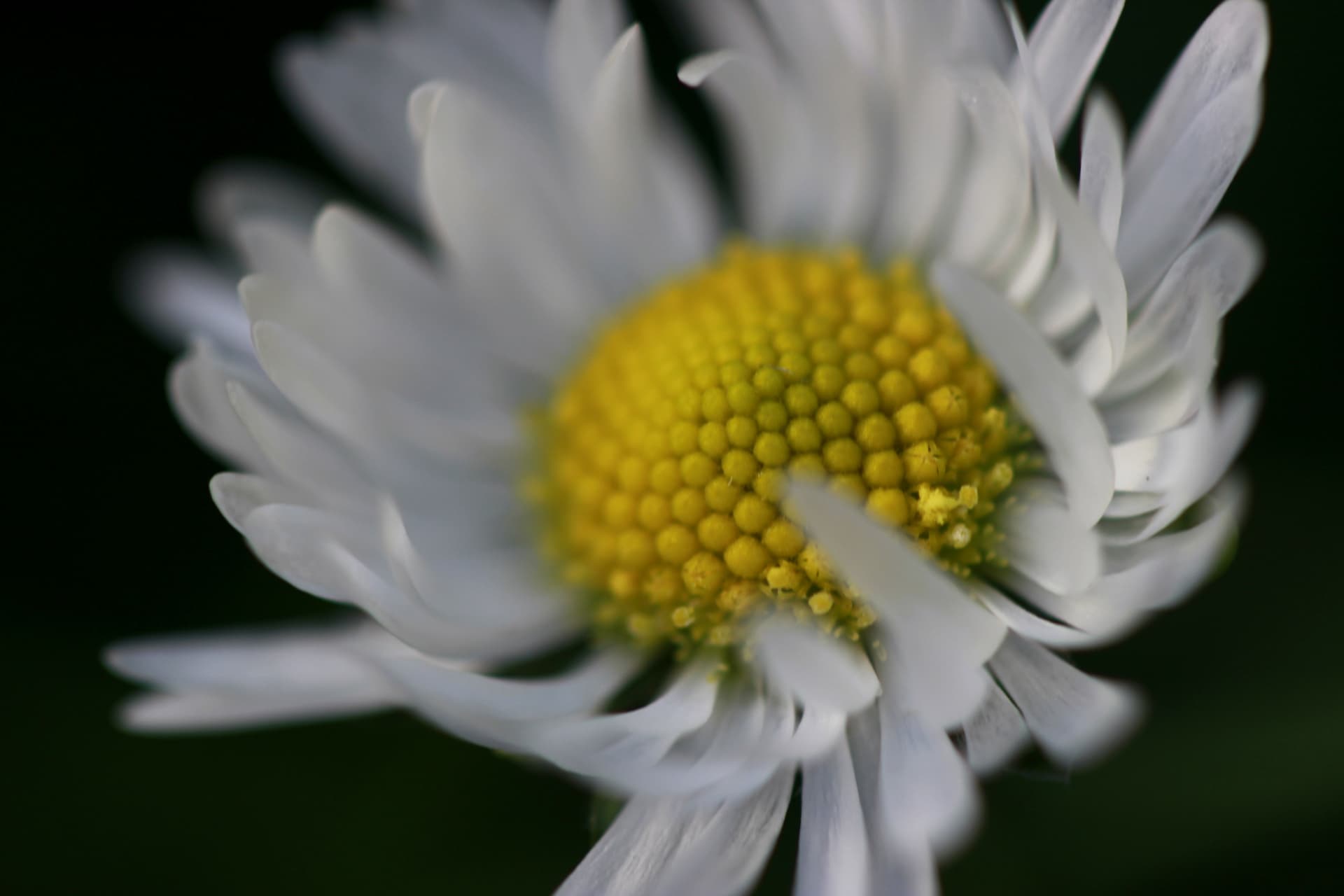 Macro photograph of a daisy