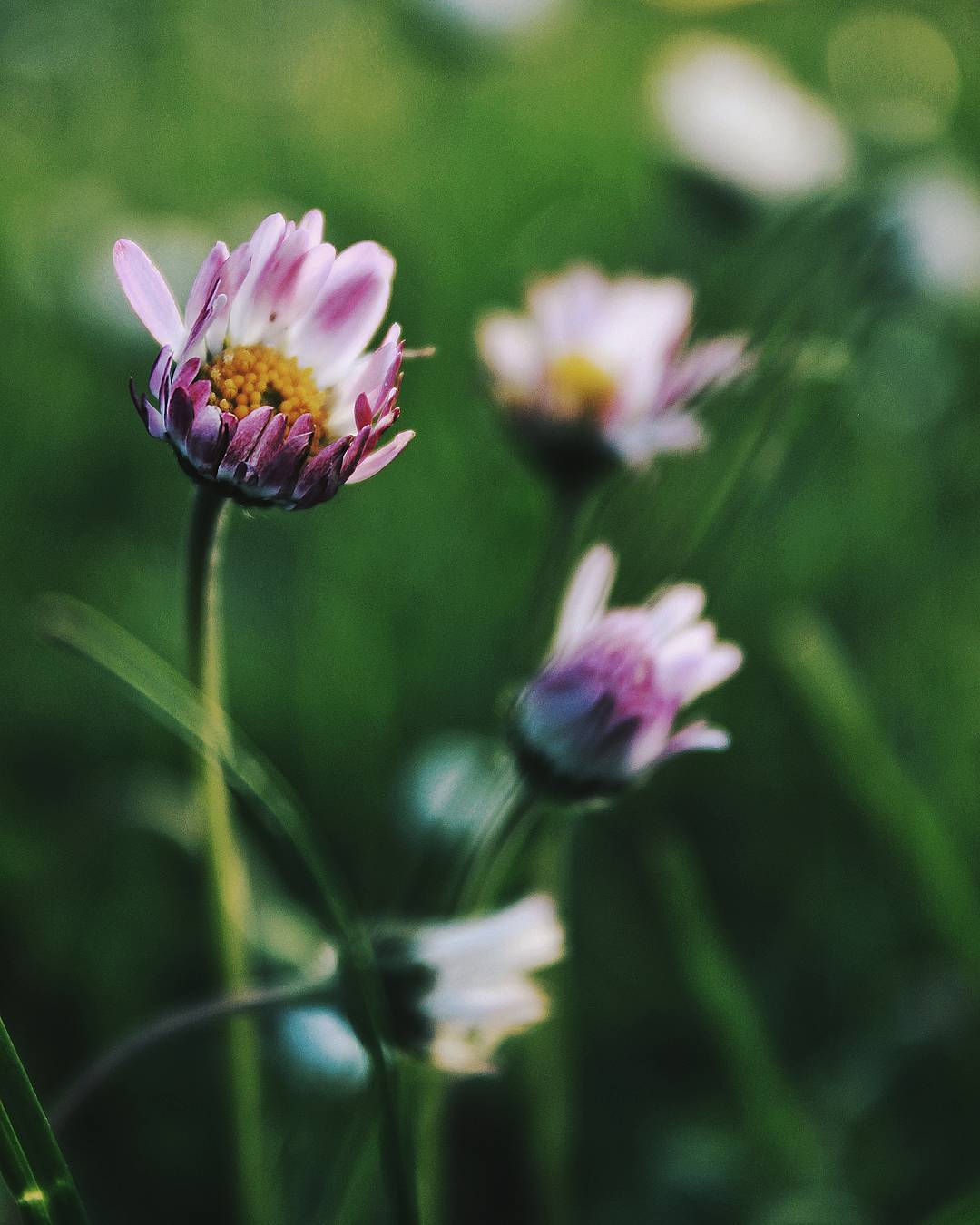 Pink daisies in grass