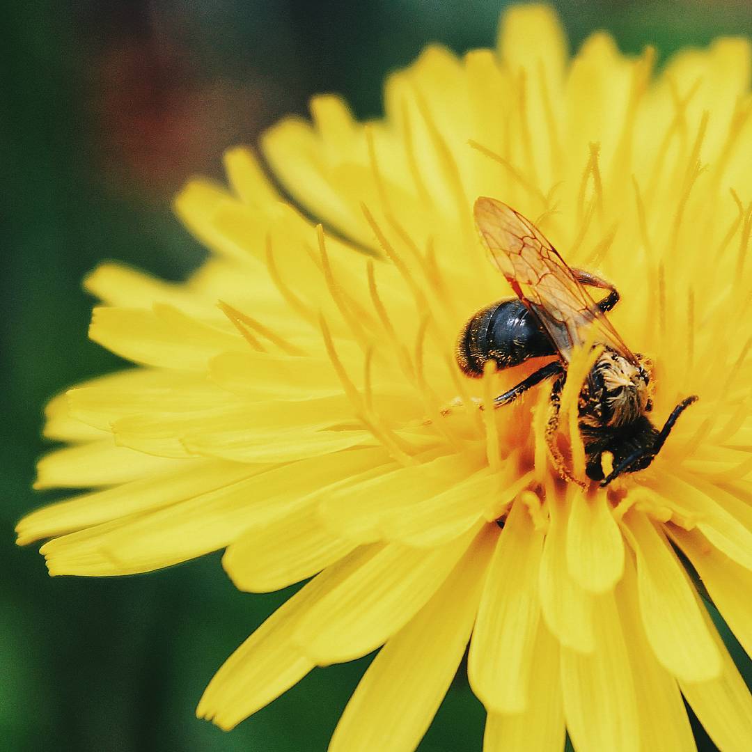 Bee on a yellow dandelion