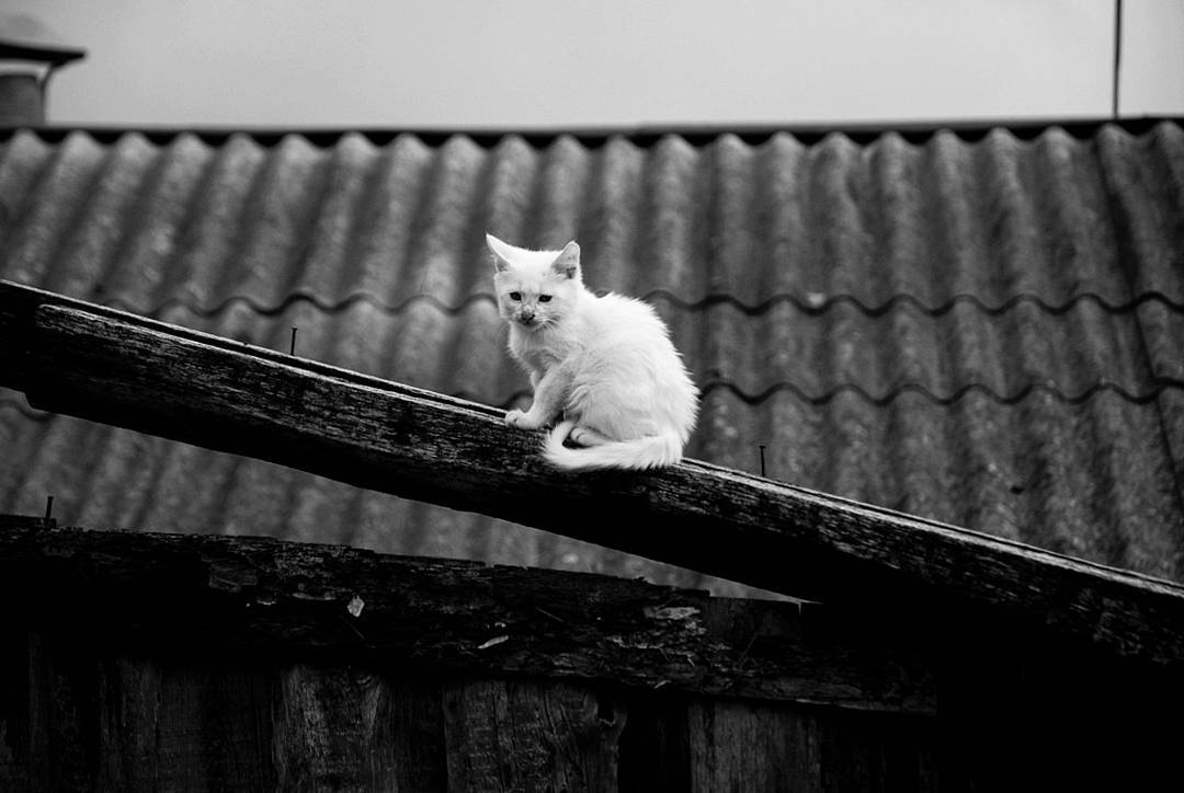 White cat sitting on a wooden beam