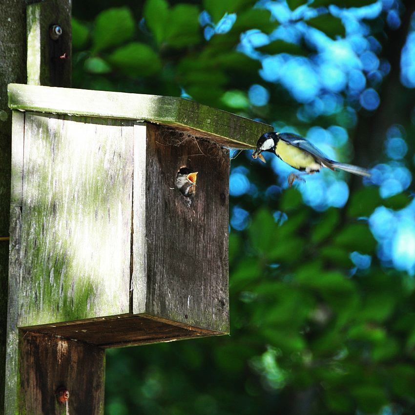 Great tit feeding a chick at a nesting box