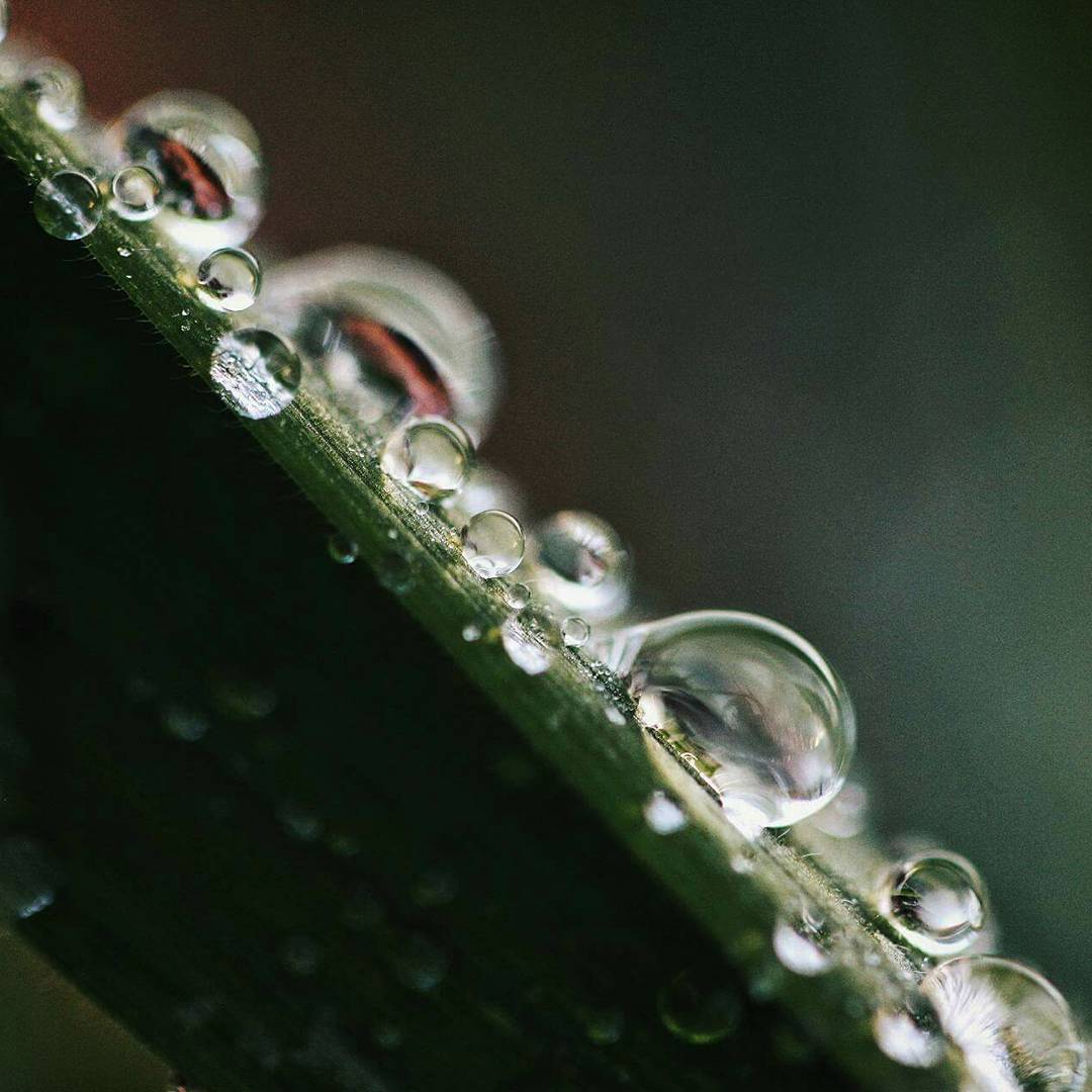 Macro photograph of dew drops along a blade of grass
